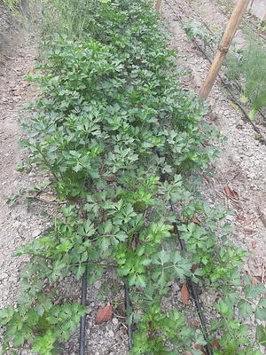 Himgiri Permaculture Farm