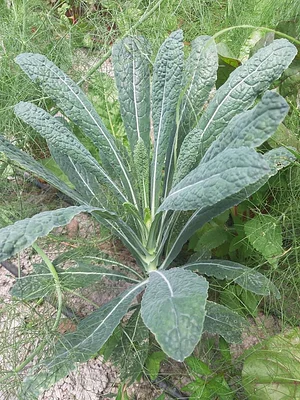 Himgiri Permaculture Farm