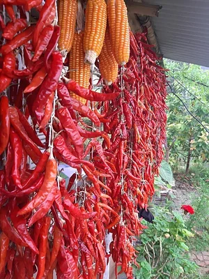 Himgiri Permaculture Farm