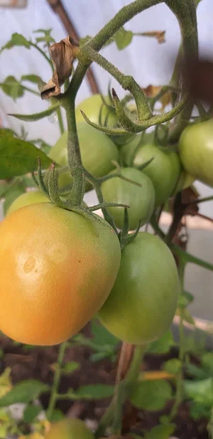 Himgiri Permaculture Farm