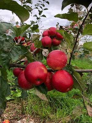 Mere Brow Farm Cheshire Permaculture Project