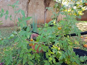 Tomate