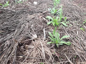 Sistema Agroflorestal da IFC 8