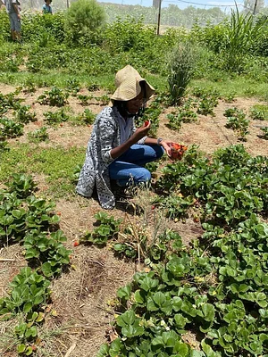 Permaculture Farm