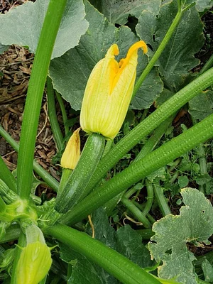 Krishna Food Forest & Farm