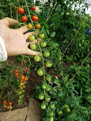 Krishna Food Forest & Farm