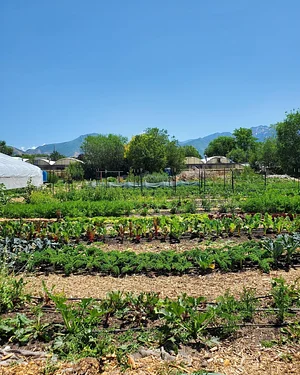 Krishna Food Forest & Farm