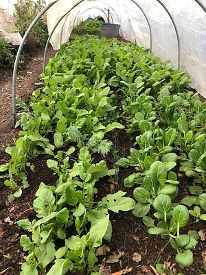 Krishna Food Forest & Farm