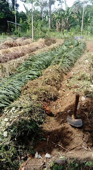 Ferme Aménopé Togo