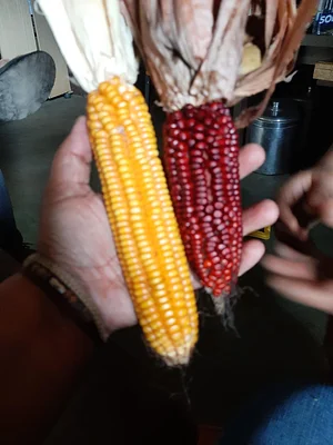Horta Orgânica Comunitária Girassol