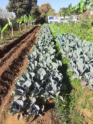 Horta Orgânica Comunitária Girassol