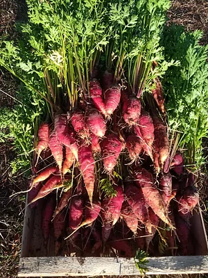 Maraîchage Bio, Permaculture et Agroécologie