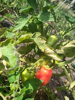 Maraîchage Bio, Permaculture et Agroécologie