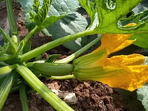 Maraîchage Bio, Permaculture et Agroécologie