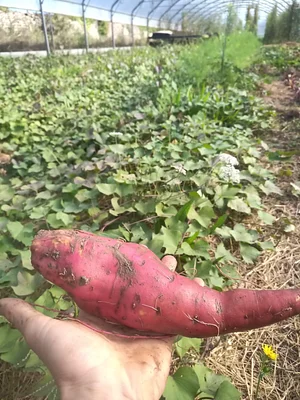 Maraîchage Bio, Permaculture et Agroécologie