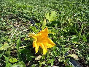 Maraîchage Bio, Permaculture et Agroécologie