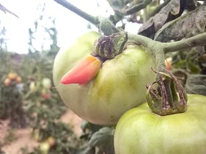 Maraîchage Bio, Permaculture et Agroécologie