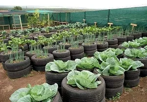 Shagala Organic Permaculture Farm