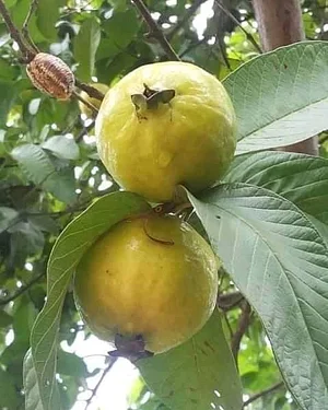 Shagala Organic Permaculture Farm