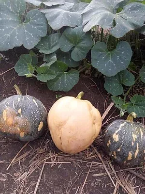Shagala Organic Permaculture Farm