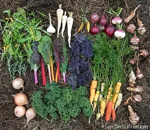 Los Perros Urban Farming