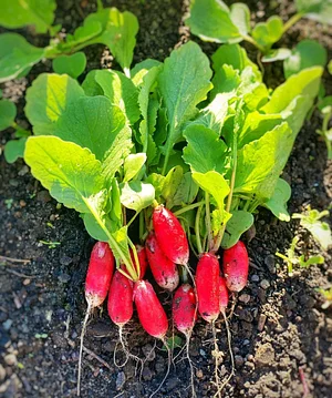 Los Perros Urban Farming