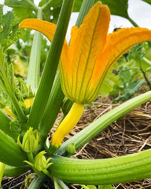 Los Perros Urban Farming