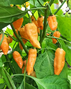 Los Perros Urban Farming