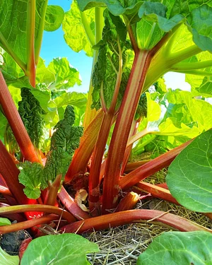 Los Perros Urban Farming