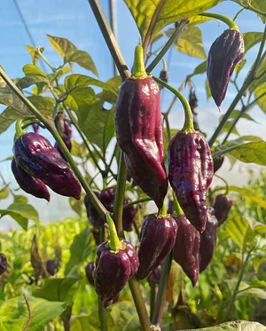 Los Perros Urban Farming