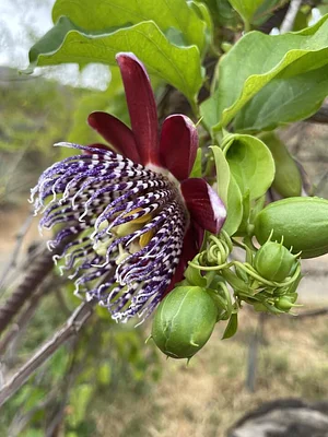 Conscious Earth Permaculture Farm