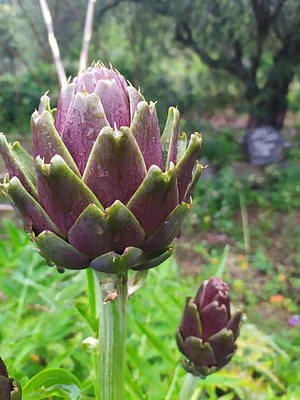Conscious Earth Permaculture Farm