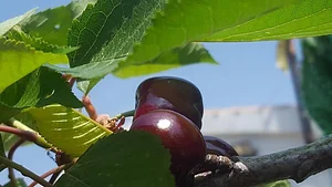 Conscious Earth Permaculture Farm