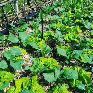 Conscious Earth Permaculture Farm