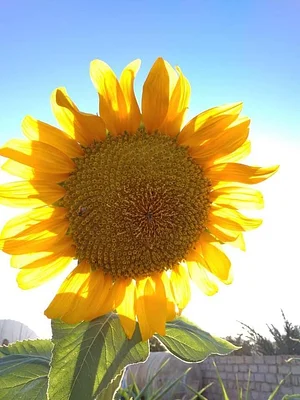 Habiba Organic Farm