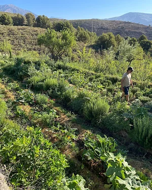 Syntropic Farming at La Loma Viva