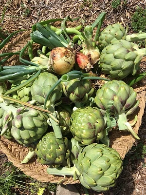 Syntropic Farming at La Loma Viva