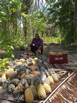 Cultivo de Abacaxi Agroecológico 3