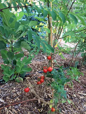 Syntropic Farming at La Loma Viva