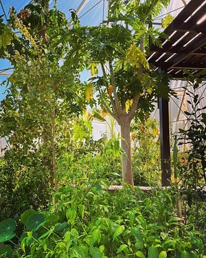 Syntropic Farming at La Loma Viva.