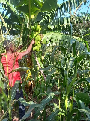 Kaswanga Permaculture and Syntropic Agroforestry Project