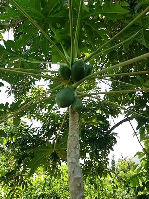 Kaswanga Permaculture and Syntropic Agroforestry Project