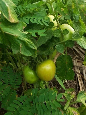 Kaswanga Permaculture and Syntropic Agroforestry Project