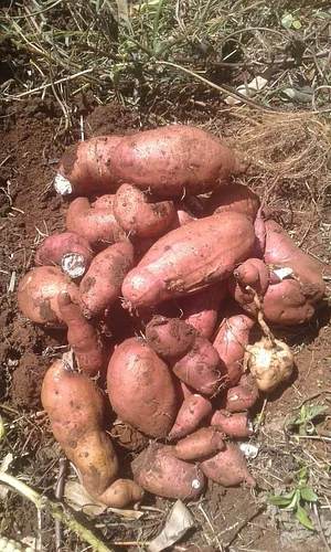 Kaswanga Permaculture and Syntropic Agroforestry Project