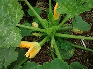 Garth Organic Garden