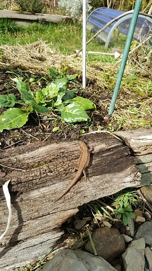 Garth Organic Garden