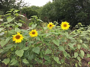 Garth Organic Garden