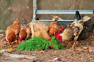 Marrakesh Organics