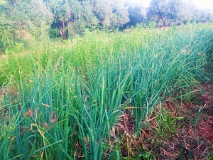 Marrakesh Organics