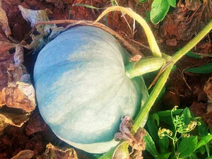 Marrakesh Organics